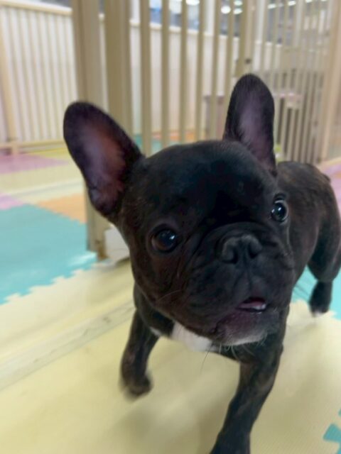 初来園のくうちゃん🐶
本日からシャンプーもスタートでした‼️最初少しイヤイヤもありましたが頑張って最後までやらせてくれました👍後半はイヤイヤもなくスムーズ終わらせることができました👏
園内ではすぐにお友達もできてみんなと走り回ったり、ワンプロをしたり、駆け引きを楽しんだりして非常に楽しそうに過ごしていました🤣
🐾🐶愛犬のお悩みご相談ください🐶🐾
@kenkohmura_official
↑フォロー待ってます↑
〒955-0091 新潟県三条市上須頃大割428−1
☎︎ 0256-35-2571
✉️ info@kenkohmura.jp
HP: https://kenkohmura.jp
LINE: https://lin.ee/7LIz5sb
#犬幸村#犬の幼稚園 #吠える、噛む #犬のしつけ #トイレ
フレブルフレブル可愛いフレブル大好きフレブル倶楽部フレブル可愛いすぎる