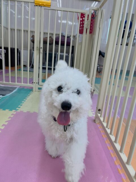 幼稚園体験に来てくれました🐶
フレンドリーな子で積極的に挨拶したりしていました😊
ププちゃんに気にいられていました🙌
🐾🐶愛犬のお悩みご相談ください🐶🐾
@kenkohmura_official
 ↑フォロー待ってます↑

〒955-0091 新潟県三条市上須頃大割４２８−１
☎︎ 0256-35-2571
✉️ info@kenkohmura.jp
HP: https://kenkohmura.jp
LINE: https://lin.ee/7LIz5sb

#犬幸村#犬の幼稚園 #吠える噛む #犬のしつけ #トイレ
 ビションフリーゼ ビションフリーゼ可愛い ビションフリーゼだいすき