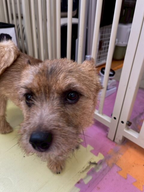 本日の鶴丸🐶
本日はププちゃんやきりまるちゃん達にちょっかいを出してもらったり、遊びに誘われたりしていました🤭
園内を走り回ったりちびっ子達と遊んだりして幸せそうな1日になりました🙇

🐾🐶愛犬のお悩みご相談ください🐶🐾
@kenkohmura_official
 ↑フォロー待ってます↑

〒955-0091 新潟県三条市上須頃大割４２８−１
☎︎ 0256-35-2571
✉️ info@kenkohmura.jp
HP: https://kenkohmura.jp
LINE: https://lin.ee/7LIz5sb

#犬幸村#犬の幼稚園 #吠える、噛む #犬のしつけ #トイレ
ノーリッチテリアノーリッチテリア可愛いノーリッチテリア大好きノーリッチテリア倶楽部