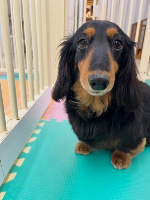 クッキーちゃん🐶
リュウちゃんやモカちゃんと挨拶していました😄
お散歩トレーニングでは上手に歩いていました👏
🐾🐶愛犬のお悩みご相談ください🐶🐾
@kenkohmura_official
 ↑フォロー待ってます↑

〒955-0091 新潟県三条市上須頃大割４２８−１
☎︎ 0256-35-2571
✉️ info@kenkohmura.jp
HP: https://kenkohmura.jp
LINE: https://lin.ee/7LIz5sb

#犬幸村#犬の幼稚園 #吠える噛む #犬のしつけ #トイレ
 ミニチュアダックスフンド ミニチュアダックスフンド可愛い ミニチュアダックスフンドだいすき