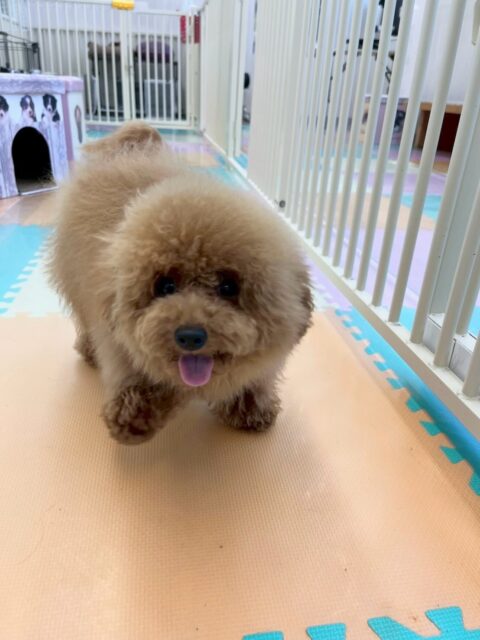 ププちゃん🐶
本日はきりまるちゃんや鶴丸、ニコペットのちびっ子達と一緒に走り回ったり、みんなで遊び回ったりして1日を楽しんでいました👍

🐾🐶愛犬のお悩みご相談ください🐶🐾
@kenkohmura_official
 ↑フォロー待ってます↑

〒955-0091 新潟県三条市上須頃大割４２８−１
☎︎ 0256-35-2571
✉️ info@kenkohmura.jp
HP: https://kenkohmura.jp
LINE: https://lin.ee/7LIz5sb

#犬幸村#犬の幼稚園 #吠える、噛む #犬のしつけ #トイレ
トイプートイプー可愛いトイプー大好きトイプー倶楽部