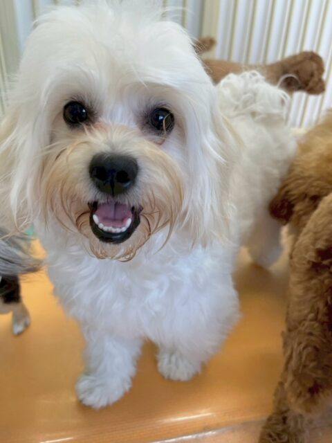 もねちゃん🐶
本日はリュウちゃんやププちゃん、モカちゃん達に遊びを仕掛けたり、駆け引きをニコペットのちびっ子としたりしてすごく楽しそうに走り回っていました🤭

🐾🐶愛犬のお悩みご相談ください🐶🐾
@kenkohmura_official
 ↑フォロー待ってます↑

〒955-0091 新潟県三条市上須頃大割４２８−１
☎︎ 0256-35-2571
✉️ info@kenkohmura.jp
HP: https://kenkohmura.jp
LINE: https://lin.ee/7LIz5sb

#犬幸村#犬の幼稚園 #吠える、噛む #犬のしつけ #トイレ
ミックスミックス犬ミックス犬可愛いミックス犬大好きミックス犬倶楽部