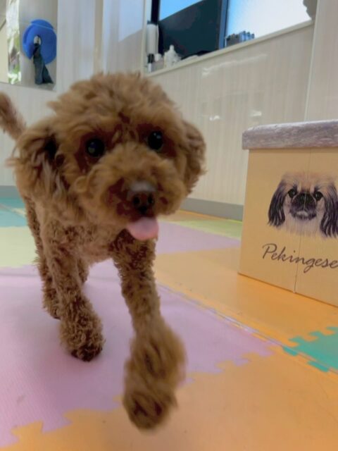 もこちゃん🐶
本日はいろんな子達から匂いを嗅がれたり遊びを誘われたりして本日も大人気のもこちゃんでした🤭

寅丸ちゃんや北斗ちゃん達の柴ちゃん達に特に人気がありイヤイヤ匂いを嗅がれていました🤣

🐾🐶愛犬のお悩みご相談ください🐶🐾
@kenkohmura_official
 ↑フォロー待ってます↑

〒955-0091 新潟県三条市上須頃大割４２８−１
☎︎ 0256-35-2571
✉️ info@kenkohmura.jp
HP: https://kenkohmura.jp
LINE: https://lin.ee/7LIz5sb

#犬幸村#犬の幼稚園 #吠える、噛む #犬のしつけ #トイレ
トイプートイプー可愛いトイプー大好きトイプー倶楽部