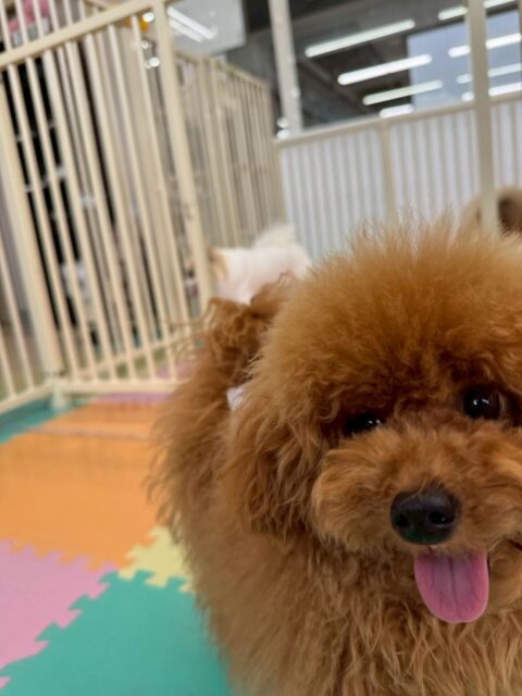 ププちゃん🐶
今日もお店の小さい子達やきりまるちゃん達と追いかけっこやプロレスごっこをして楽しそうでした☺️
ブラッシングでは仰向けでもお利口さんにさせてくれました👏
🐾🐶愛犬のお悩みご相談ください🐶🐾
@kenkohmura_official
↑フォロー待ってます↑
〒955-0091 新潟県三条市上須頃大割428−1
☎︎ 0256-35-2571
✉️ info@kenkohmura.jp
HP: https://kenkohmura.jp
LINE: https://lin.ee/7LIz5sb
#犬幸村#犬の幼稚園 #吠える、噛む #犬のしつけ #トイレ
トイプードル トイプー といぷー