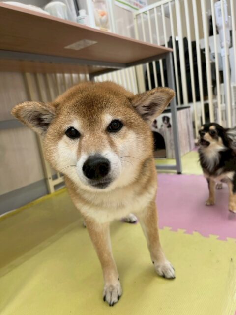 檸檬ちゃん🐶
本日は、ニコペットスタッフの子やぽん太、きりまるちゃんやまろちゃん達にたくさんお話をされたり、ププちゃんから構ってアピールをたくさんされたりしていました🤭
本日も大人気の檸檬ちゃんでした👍

🐾🐶愛犬のお悩みご相談ください🐶🐾
@kenkohmura_official
 ↑フォロー待ってます↑

〒955-0091 新潟県三条市上須頃大割４２８−１
☎︎ 0256-35-2571
✉️ info@kenkohmura.jp
HP: https://kenkohmura.jp
LINE: https://lin.ee/7LIz5sb

#犬幸村#犬の幼稚園 #吠える、噛む #犬のしつけ #トイレ
柴犬柴犬大好き柴犬可愛い柴犬倶楽部