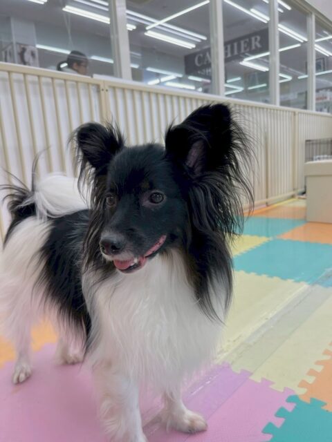 リラちゃん🐶
本日は朝からマロンちゃんとぽん太達と走り回ったり、ワンプロをしたりして楽しそうに遊んでいました🤭
スタッフとの手遊びも楽しそうにやってくれて可愛いすぎました😍

🐾🐶愛犬のお悩みご相談ください🐶🐾
@kenkohmura_official
 ↑フォロー待ってます↑

〒955-0091 新潟県三条市上須頃大割４２８−１
☎︎ 0256-35-2571
✉️ info@kenkohmura.jp
HP: https://kenkohmura.jp
LINE: https://lin.ee/7LIz5sb

#犬幸村#犬の幼稚園 #吠える、噛む #犬のしつけ #トイレ
ミックスミックス犬ミックス犬可愛いミックス犬倶楽部