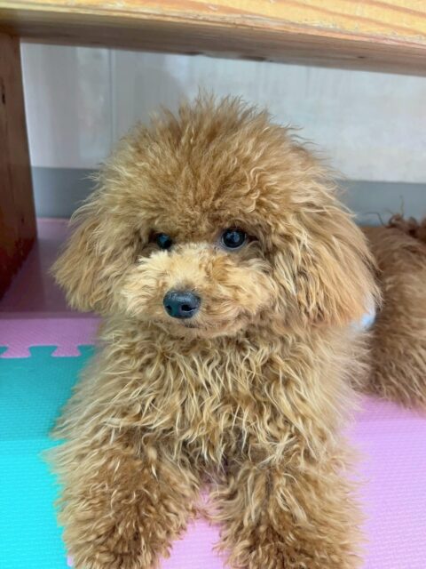 ププちゃん🐶
本日は、幸ちゃんやぽん太達と走り回ったり、みんなで遊び回ったりして楽しんでいました🤭
相変わらず元気なププちゃんでした🤣

🐾🐶愛犬のお悩みご相談ください🐶🐾
@kenkohmura_official
 ↑フォロー待ってます↑

〒955-0091 新潟県三条市上須頃大割４２８−１
☎︎ 0256-35-2571
✉️ info@kenkohmura.jp
HP: https://kenkohmura.jp
LINE: https://lin.ee/7LIz5sb

#犬幸村#犬の幼稚園 #吠える、噛む #犬のしつけ #トイレ
トイプートイプー可愛いトイプー大好きトイプー倶楽部