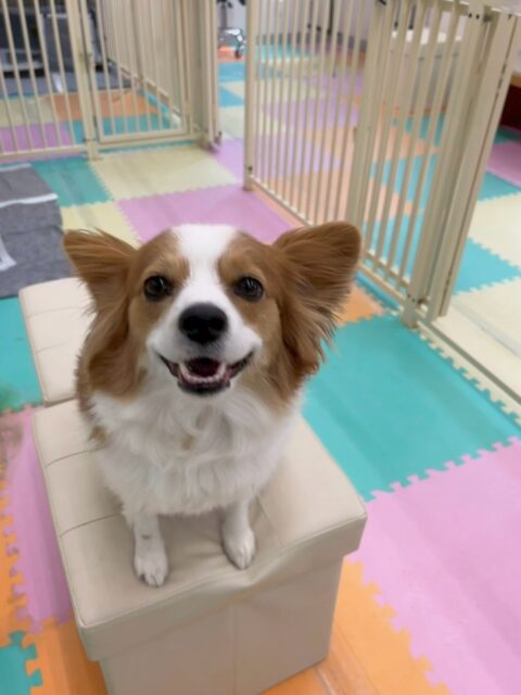 マロンちゃん🐶
本日も大好きなリラちゃんややん丸、ププちゃん達とワンプロを仕掛けあったり、あまがみくんでスタッフと遊んだりして満足そうにしていました🤭

🐾🐶愛犬のお悩みご相談ください🐶🐾
@kenkohmura_official
 ↑フォロー待ってます↑

〒955-0091 新潟県三条市上須頃大割４２８−１
☎︎ 0256-35-2571
✉️ info@kenkohmura.jp
HP: https://kenkohmura.jp
LINE: https://lin.ee/7LIz5sb

#犬幸村#犬の幼稚園 #吠える、噛む #犬のしつけ #トイレ
パピヨンパピヨン可愛いパピヨン大好きパピヨン倶楽部