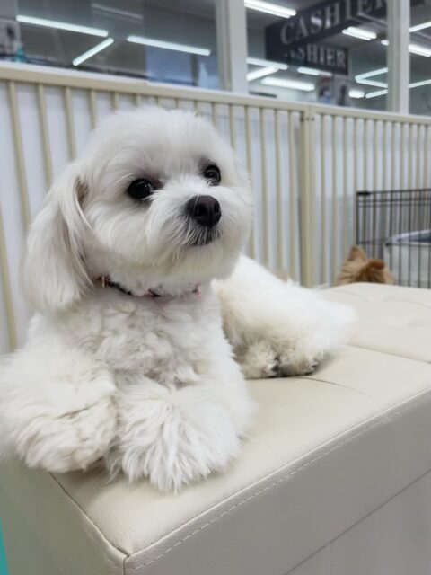 むくちゃん🐶
スタッフとあまがみくんで遊んだり、大好きなベンに構って〜とアピールしていました☺️
🐾🐶愛犬のお悩みご相談ください🐶🐾
@kenkohmura_official
 ↑フォロー待ってます↑

〒955-0091 新潟県三条市上須頃大割４２８−１
☎︎ 0256-35-2571
✉️ info@kenkohmura.jp
HP: https://kenkohmura.jp
LINE: https://lin.ee/7LIz5sb

#犬幸村#犬の幼稚園 #吠える噛む #犬のしつけ #トイレ
 ミックス犬 ミックス犬可愛い ミックス犬だいすき