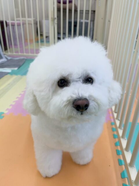 ピピちゃん🐶
本日はふうちゃんやゆずちゃん、ぽん太達といろんな子達の匂いを嗅いだり、挨拶をしに行ったりして、過ごしていました🤭
ボランティアに来ていただいた方にかなり甘えていて非常に可愛かったです😍

🐾🐶愛犬のお悩みご相談ください🐶🐾
@kenkohmura_official
 ↑フォロー待ってます↑

〒955-0091 新潟県三条市上須頃大割４２８−１
☎︎ 0256-35-2571
✉️ info@kenkohmura.jp
HP: https://kenkohmura.jp
LINE: https://lin.ee/7LIz5sb

#犬幸村#犬の幼稚園 #吠える、噛む #犬のしつけ #トイレ
ビションビションフリーゼビションフリーゼ倶楽部ビションフリーゼ大好き