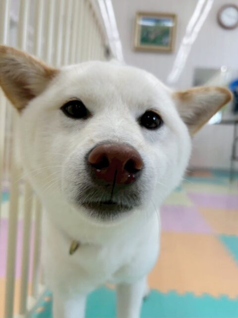 小珀ちゃん🐶
歯磨きトレーニング開始から11ヶ月経過しました🪥
健康な歯を保てているのでこの調子で頑張っていきましょう🦷✨
園内では寅丸ちゃんやケン太ちゃんと激しくおしゃべりしていました😊
レーキングではかなり毛が抜けてスッキリした様子でした✨

🐾🐶愛犬のお悩みご相談ください🐶🐾
@kenkohmura_official
 ↑フォロー待ってます↑

〒955-0091 新潟県三条市上須頃大割４２８−１
☎︎ 0256-35-2571
✉️ info@kenkohmura.jp
HP: https://kenkohmura.jp
LINE: https://lin.ee/7LIz5sb

#犬幸村#犬の幼稚園 #吠える、噛む #犬のしつけ #トイレ
柴犬　柴　しば