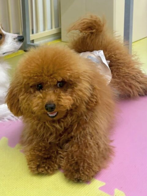 ププちゃん🐶
今日はぽんずちゃんを遊びに誘ったり、スタッフに甘えたりしていました😊
お散歩ではルンルンで楽しそうに歩いていました✨

🐾🐶愛犬のお悩みご相談ください🐶🐾
@kenkohmura_official
 ↑フォロー待ってます↑

〒955-0091 新潟県三条市上須頃大割４２８−１
☎︎ 0256-35-2571
✉️ info@kenkohmura.jp
HP: https://kenkohmura.jp
LINE: https://lin.ee/7LIz5sb

#犬幸村#犬の幼稚園 #吠える、噛む #犬のしつけ #トイレ
トイプードル　トイプー　といぷー