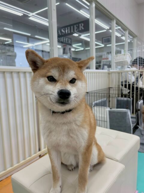 こまちゃん🐶
本日はチャリーちゃんやコニーちゃん、ふうちゃん達にたくさんちょっかいを出されたり、お話をしあったりして忙しそうな1日を送っていました🤭

🐾🐶愛犬のお悩みご相談ください🐶🐾
@kenkohmura_official
 ↑フォロー待ってます↑

〒955-0091 新潟県三条市上須頃大割４２８−１
☎︎ 0256-35-2571
✉️ info@kenkohmura.jp
HP: https://kenkohmura.jp
LINE: https://lin.ee/7LIz5sb

#犬幸村#犬の幼稚園 #吠える、噛む #犬のしつけ #トイレ
柴犬柴犬可愛い柴犬大好き柴犬倶楽部