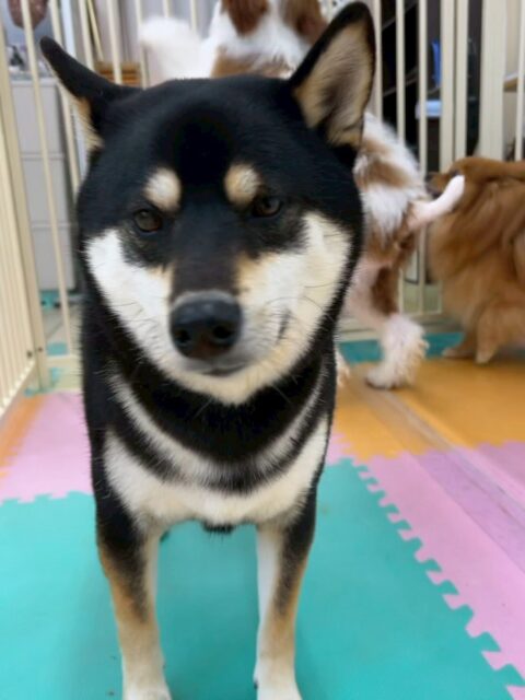 北斗ちゃん🐶
寅丸ちゃんと激しくおしゃべりしていたりしていました😆
レーキングでは今日も沢山毛が抜けていたり、服の練習もイヤイヤありましたが頑張っていました👏
🐾🐶愛犬のお悩みご相談ください🐶🐾
@kenkohmura_official
 ↑フォロー待ってます↑

〒955-0091 新潟県三条市上須頃大割４２８−１
☎︎ 0256-35-2571
✉️ info@kenkohmura.jp
HP: https://kenkohmura.jp
LINE: https://lin.ee/7LIz5sb

#犬幸村#犬の幼稚園 #吠える噛む #犬のしつけ #トイレ
 柴犬 柴犬だいすき 柴犬かわいい