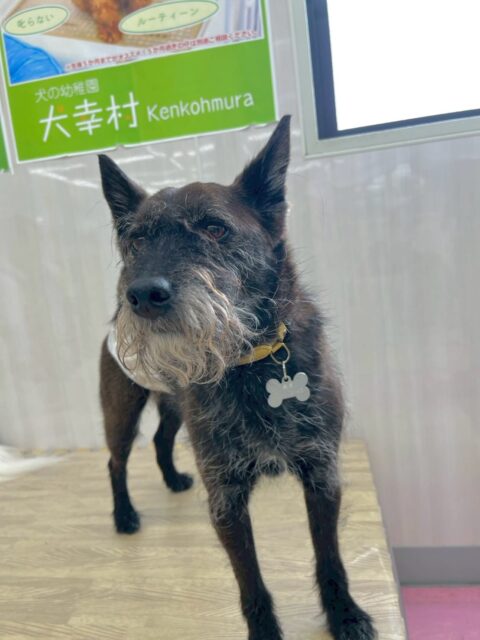 小乃輔ちゃん🐶
本日はボランティアの方やスタッフ、お客様にたくさん甘えて触って触ってとヒップアタックをしてアピールをしていました🤭

園内では幸ちゃんやププちゃん達と匂いを嗅ぎ合ったり、ぽん太と走り回ったりして遊んでいました🤣

🐾🐶愛犬のお悩みご相談ください🐶🐾
@kenkohmura_official
 ↑フォロー待ってます↑

〒955-0091 新潟県三条市上須頃大割４２８−１
☎︎ 0256-35-2571
✉️ info@kenkohmura.jp
HP: https://kenkohmura.jp
LINE: https://lin.ee/7LIz5sb

#犬幸村#犬の幼稚園 #吠える、噛む #犬のしつけ #トイレ
ミックスミックス犬ミックス犬可愛いミックス犬大好きミックス犬倶楽部