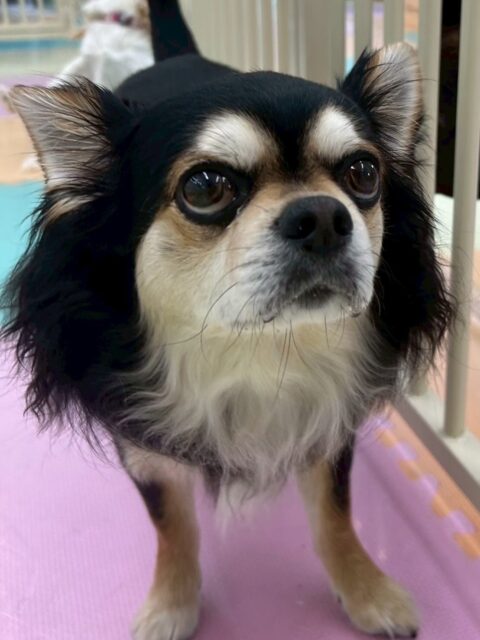 ゴロー丸ちゃん🐶
本日は買い物に来ている方に触ってもらったり、一緒に外を歩いたりして人慣れトレーニング頑張っていました👏

園内ではタッチちゃんがいなくて少し寂しそうにしていましたが、ニコペットのチワワちゃんやもこちゃん、クッキーちゃん達と挨拶をしたりして過ごしていました🤭

🐾🐶愛犬のお悩みご相談ください🐶🐾
@kenkohmura_official
 ↑フォロー待ってます↑

〒955-0091 新潟県三条市上須頃大割４２８−１
☎︎ 0256-35-2571
✉️ info@kenkohmura.jp
HP: https://kenkohmura.jp
LINE: https://lin.ee/7LIz5sb

#犬幸村#犬の幼稚園 #吠える、噛む #犬のしつけ #トイレ
チワワチワワ可愛いチワワ大好きチワワ倶楽部