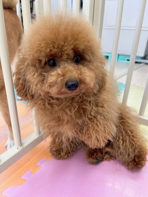 ププちゃん🐶
本日はふうちゃんやゆずちゃん、初めましてのムクちゃん、ぽん太達とみんなでワンプロをしたり、走り回ったりして楽しんで過ごしていました👍

🐾🐶愛犬のお悩みご相談ください🐶🐾
@kenkohmura_official
 ↑フォロー待ってます↑

〒955-0091 新潟県三条市上須頃大割４２８−１
☎︎ 0256-35-2571
✉️ info@kenkohmura.jp
HP: https://kenkohmura.jp
LINE: https://lin.ee/7LIz5sb

#犬幸村#犬の幼稚園 #吠える、噛む #犬のしつけ #トイレ
トイプートイプー可愛いトイプー大好きトイプー倶楽部