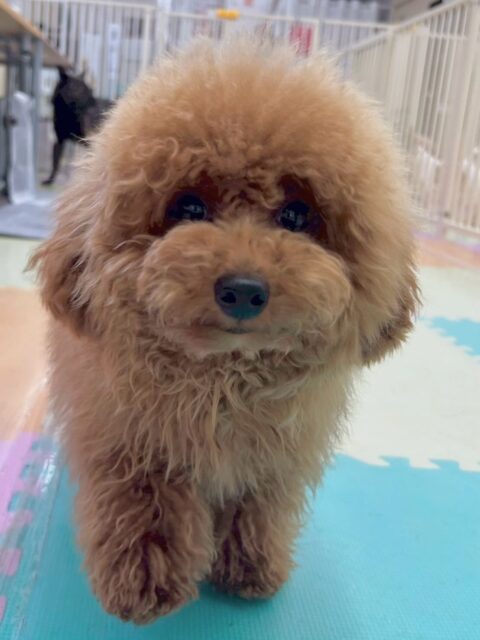 ププちゃん🐶
本日はニコペットのちびっ子達や初めましてのらぶちゃんやくうちゃん達と激しくワンプロをしたり、駆け引きをしたりして楽しんでいました🤭
🐾🐶愛犬のお悩みご相談ください🐶🐾
@kenkohmura_official
↑フォロー待ってます↑
〒955-0091 新潟県三条市上須頃大割428−1
☎︎ 0256-35-2571
✉️ info@kenkohmura.jp
HP: https://kenkohmura.jp
LINE: https://lin.ee/7LIz5sb
#犬幸村#犬の幼稚園 #吠える、噛む #犬のしつけ #トイレ
トイプートイプー可愛いトイプー大好きトイプー倶楽部
