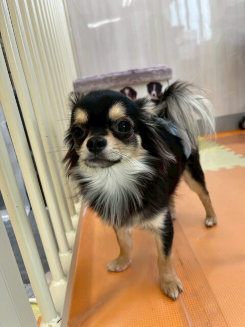 きりまるちゃん＆まろちゃん🐶
本日きりまるちゃんは鶴丸やププちゃん達にちょっかいを出したり、みんなと走り回ったり、ワンプロをしたりして楽しんで過ごしていました🤭

まろちゃんは、うにちゃんやルナちゃん、初めましてのリュウちゃん達と匂いを嗅ぎ合ったり、挨拶をしあったりしてコミュニケーションをとったりしていました👍

🐾🐶愛犬のお悩みご相談ください🐶🐾
@kenkohmura_official
 ↑フォロー待ってます↑

〒955-0091 新潟県三条市上須頃大割４２８−１
☎︎ 0256-35-2571
✉️ info@kenkohmura.jp
HP: https://kenkohmura.jp
LINE: https://lin.ee/7LIz5sb

#犬幸村#犬の幼稚園 #吠える、噛む #犬のしつけ #トイレ
チワワチワワ可愛いチワワ大好きチワワ倶楽部