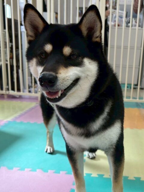 北斗ちゃん🐶
本日は夏紬ちゃんや寅丸ちゃん達と一緒に走り回ったり、みんなでお話をしたりしながら遊び回っていました🤭
スタッフとの手遊びも楽しんでくれたようでよかったです👍

🐾🐶愛犬のお悩みご相談ください🐶🐾
@kenkohmura_official
 ↑フォロー待ってます↑

〒955-0091 新潟県三条市上須頃大割４２８−１
☎︎ 0256-35-2571
✉️ info@kenkohmura.jp
HP: https://kenkohmura.jp
LINE: https://lin.ee/7LIz5sb

#犬幸村#犬の幼稚園 #吠える、噛む #犬のしつけ #トイレ
柴犬柴犬可愛い柴犬大好き柴犬倶楽部柴犬可愛いすぎる