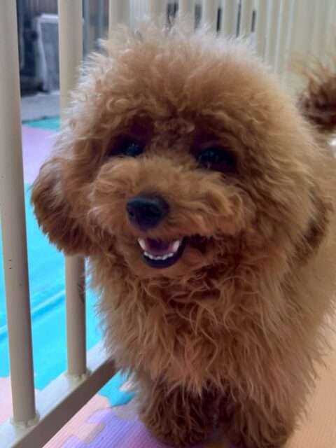 ププちゃん🐶
本日はポコちゃんやモカちゃん達と朝から激しいワンプロを見せてくれたり、みんなでスタッフに構ってアピールをしに行ったりして楽しそうに過ごしていました🤭

🐾🐶愛犬のお悩みご相談ください🐶🐾
@kenkohmura_official
 ↑フォロー待ってます↑

〒955-0091 新潟県三条市上須頃大割４２８−１
☎︎ 0256-35-2571
✉️ info@kenkohmura.jp
HP: https://kenkohmura.jp
LINE: https://lin.ee/7LIz5sb

#犬幸村#犬の幼稚園 #吠える、噛む #犬のしつけ #トイレ
トイプートイプー可愛いトイプー倶楽部トイプー大好き