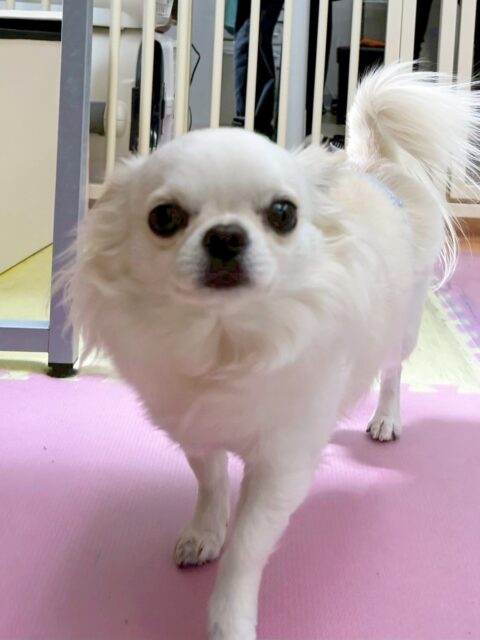 ビビちゃん🐶
今日は匂いを嗅ぎながら園内を探検したり、すみっこで休んだりしていました😊
スタッフが撫でるとお耳を後ろに倒してアザラシになるビビちゃんが可愛かったです🥰

🐾🐶愛犬のお悩みご相談ください🐶🐾
@kenkohmura_official
 ↑フォロー待ってます↑

〒955-0091 新潟県三条市上須頃大割４２８−１
☎︎ 0256-35-2571
✉️ info@kenkohmura.jp
HP: https://kenkohmura.jp
LINE: https://lin.ee/7LIz5sb

#犬幸村#犬の幼稚園 #吠える、噛む #犬のしつけ #トイレ
チワワ　ちわわ　チワワだいすき