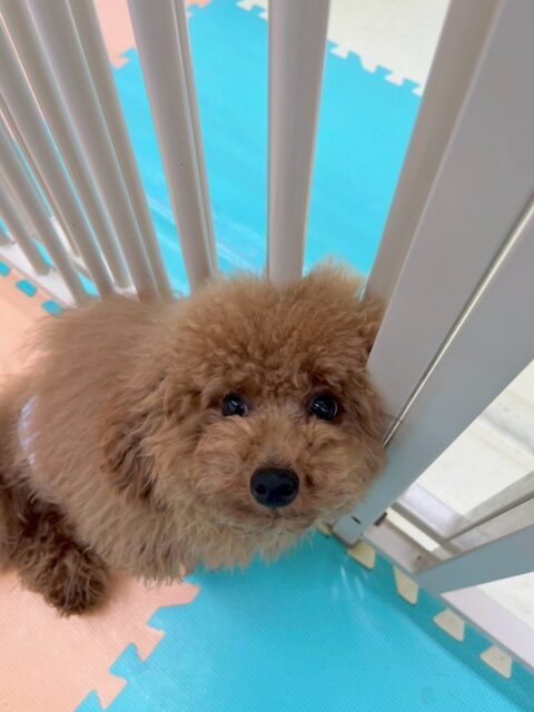 ププちゃん🐶
本日はモカちゃんのことが大好きなようで後ろを追いかけたり、ちょっかいを出したりして楽しんでいました🤭
夕方にはかなり疲れたようで床でまったりモードで過ごしていました😴

🐾🐶愛犬のお悩みご相談ください🐶🐾
@kenkohmura_official
 ↑フォロー待ってます↑

〒955-0091 新潟県三条市上須頃大割４２８−１
☎︎ 0256-35-2571
✉️ info@kenkohmura.jp
HP: https://kenkohmura.jp
LINE: https://lin.ee/7LIz5sb

#犬幸村#犬の幼稚園 #吠える、噛む #犬のしつけ #トイレ
トイプートイプー可愛いトイプー大好きトイプー倶楽部