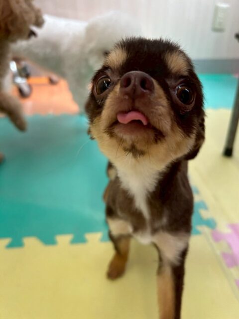 すずちゃん🐶
本日はいろんな子達にたくさん匂いを嗅がれたり、みんなからたくさん挨拶をされたりして少し緊張していましたが園内を歩き回ったり、走り回ったりできていたのでよかったです‼️

🐾🐶愛犬のお悩みご相談ください🐶🐾
@kenkohmura_official
 ↑フォロー待ってます↑

〒955-0091 新潟県三条市上須頃大割４２８−１
☎︎ 0256-35-2571
✉️ info@kenkohmura.jp
HP: https://kenkohmura.jp
LINE: https://lin.ee/7LIz5sb

#犬幸村#犬の幼稚園 #吠える、噛む #犬のしつけ #トイレ
チワワチワワ可愛いチワワ大好きチワワ倶楽部チワワ可愛いすぎる