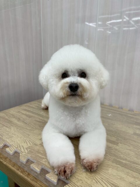 よもぎちゃん🐶
本日もスタッフに甘えん坊なよもぎちゃんお腹を出してくれたり、手に甘えて来てくれて可愛いすぎました😍
みんなを引き連れて歩き回ったりしてBOSSをしていました🤣
🐾🐶愛犬のお悩みご相談ください🐶🐾
@kenkohmura_official
↑フォロー待ってます↑
〒955-0091 新潟県三条市上須頃大割428−1
☎︎ 0256-35-2571
✉️ info@kenkohmura.jp
HP: https://kenkohmura.jp
LINE: https://lin.ee/7LIz5sb
#犬幸村#犬の幼稚園 #吠える、噛む #犬のしつけ #トイレ
ミックスミックス犬ミックス犬可愛いミックス犬倶楽部