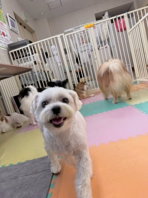 むぎちゃん🐶
本日はスタッフの後ろや横を付いて来てくれたりしていました😍他にもマロンちゃんやぽん太達にちょっかいを出されたりしていましたが、優しく匂いを嗅ぎ返したり、挨拶をしあたったりもできていてよかったです👏

🐾🐶愛犬のお悩みご相談ください🐶🐾
@kenkohmura_official
 ↑フォロー待ってます↑

〒955-0091 新潟県三条市上須頃大割４２８−１
☎︎ 0256-35-2571
✉️ info@kenkohmura.jp
HP: https://kenkohmura.jp
LINE: https://lin.ee/7LIz5sb

#犬幸村#犬の幼稚園 #吠える、噛む #犬のしつけ #トイレ
マルチーズマルチーズ可愛いマルチーズ大好きマルチーズ倶楽部