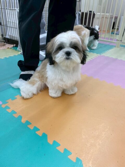 マルちゃん🐶
本日はかなりイメージチェンジをしたようで非常にすっきりとさらに可愛くなった印象ですね😍

園内ではいろんな子達にたくさんちょっかいの出し合いをして非常に楽しそうに過ごしていました🤭

🐾🐶愛犬のお悩みご相談ください🐶🐾
@kenkohmura_official
 ↑フォロー待ってます↑

〒955-0091 新潟県三条市上須頃大割４２８−１
☎︎ 0256-35-2571
✉️ info@kenkohmura.jp
HP: https://kenkohmura.jp
LINE: https://lin.ee/7LIz5sb

#犬幸村#犬の幼稚園 #吠える、噛む #犬のしつけ #トイレ
マルチーズマルチーズ可愛いマルチーズ大好きマルチーズ倶楽部