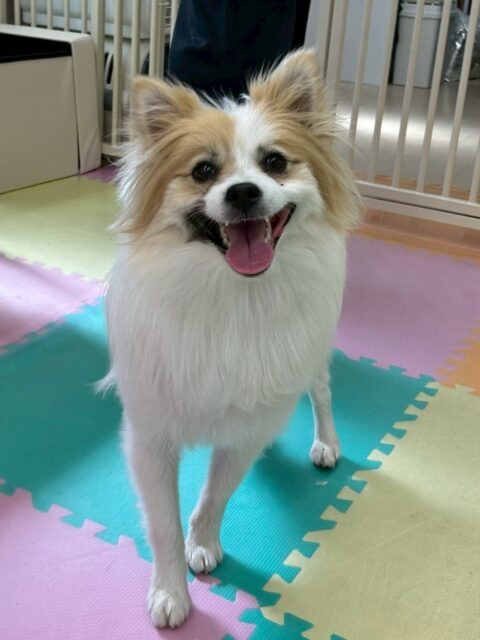 めんまちゃん🐶
本日はお母さんと一緒にお散歩トレーニングを頑張りました‼️飛びつきとお散歩中の噛みつきがお悩みでしたが練習をするとかなり上達して来たようで頑張ってくれました👏

園内ではニコペットのスタッフ犬のことが気になったようで匂いを嗅いだり、ニコペットのちびっ子達に遊びを誘ったりもしていてよかったです👍

🐾🐶愛犬のお悩みご相談ください🐶🐾
@kenkohmura_official
 ↑フォロー待ってます↑

〒955-0091 新潟県三条市上須頃大割４２８−１
☎︎ 0256-35-2571
✉️ info@kenkohmura.jp
HP: https://kenkohmura.jp
LINE: https://lin.ee/7LIz5sb

#犬幸村#犬の幼稚園 #吠える、噛む #犬のしつけ #トイレ
ポメラニアンポメラニアン可愛いポメラニアン大好きポメラニアン倶楽部