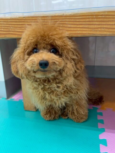 ププちゃん🐶
本日は大好きなマロンちゃんやモカちゃん達とワンプロを仕掛けあったり、走り回ったりして楽しそうに過ごしていました🤭

🐾🐶愛犬のお悩みご相談ください🐶🐾
@kenkohmura_official
 ↑フォロー待ってます↑

〒955-0091 新潟県三条市上須頃大割４２８−１
☎︎ 0256-35-2571
✉️ info@kenkohmura.jp
HP: https://kenkohmura.jp
LINE: https://lin.ee/7LIz5sb

#犬幸村#犬の幼稚園 #吠える、噛む #犬のしつけ #トイレ
トイプートイプー可愛いトイプー可愛いすぎるトイプー倶楽部