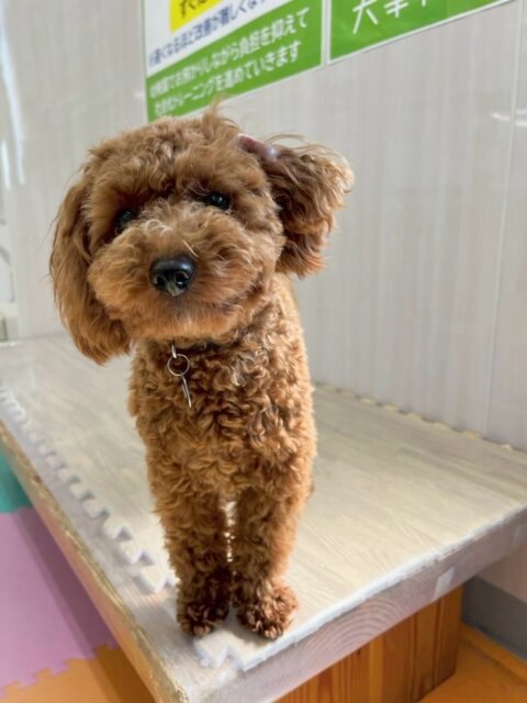 モカちゃん🐶
本日も大好きなププちゃんと走り回ったり、ペリーちゃん達とちょっかいを出し合ったりして楽しんでいました👍

お散歩もだんだん安定感が出て来てたまに引っ張りもありますが頑張って歩いてくれていました👏

🐾🐶愛犬のお悩みご相談ください🐶🐾
@kenkohmura_official
 ↑フォロー待ってます↑

〒955-0091 新潟県三条市上須頃大割４２８−１
☎︎ 0256-35-2571
✉️ info@kenkohmura.jp
HP: https://kenkohmura.jp
LINE: https://lin.ee/7LIz5sb

#犬幸村#犬の幼稚園 #吠える、噛む #犬のしつけ #トイレ
トイプートイプー可愛いトイプー可愛いすぎるトイプー倶楽部