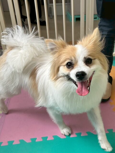 初来園のめんまちゃん🐶
本日はみんなから匂いを嗅がれたりして最初は少し緊張していましたがみんなとだんだん慣れて来たようで挨拶を返したり、匂いを嗅ぎ合ったりしてくれていました👍
🐾🐶愛犬のお悩みご相談ください🐶🐾
@kenkohmura_official
↑フォロー待ってます↑
〒955-0091 新潟県三条市上須頃大割428−1
☎︎ 0256-35-2571
✉️ info@kenkohmura.jp
HP: https://kenkohmura.jp
LINE: https://lin.ee/7LIz5sb
#犬幸村#犬の幼稚園 #吠える、噛む #犬のしつけ #トイレ
ポメラニアンポメラニアン可愛いポメラニアン大好きポメラニアン倶楽部