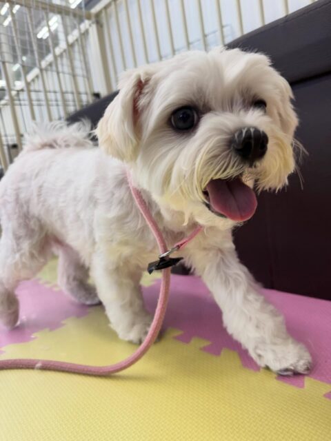 むぎちゃん🐶
本日もスタッフに構って攻撃をたくさんしてくれて可愛いすぎました‼️
他にもいろんな子達から遊ぼうよ〜と誘われたり、匂いを嗅がれたりして本日も大人気でした‼️

🐾🐶愛犬のお悩みご相談ください🐶🐾
@kenkohmura_official
 ↑フォロー待ってます↑

〒955-0091 新潟県三条市上須頃大割４２８−１
☎︎ 0256-35-2571
✉️ info@kenkohmura.jp
HP: https://kenkohmura.jp
LINE: https://lin.ee/7LIz5sb

#犬幸村#犬の幼稚園 #吠える、噛む #犬のしつけ #トイレ
マルチーズマルチーズ倶楽部マルチーズ可愛いマルチーズ大好き
