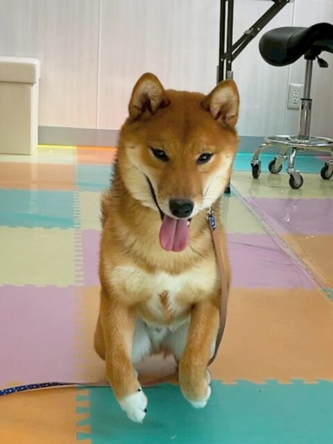 ケン太ちゃん🐶
歯磨きトレーニング開始から5ヶ月経過しました🪥
綺麗で健康な歯を保てているのでこの調子で続けていきましょう🦷✨
園内では寅丸ちゃんや小珀ちゃんとプロレスごっこをしたり、激しくおしゃべりしたりしていました😊

🐾🐶愛犬のお悩みご相談ください🐶🐾
@kenkohmura_official
 ↑フォロー待ってます↑

〒955-0091 新潟県三条市上須頃大割４２８−１
☎︎ 0256-35-2571
✉️ info@kenkohmura.jp
HP: https://kenkohmura.jp
LINE: https://lin.ee/7LIz5sb

#犬幸村#犬の幼稚園 #吠える、噛む #犬のしつけ #トイレ
柴犬　柴　しば