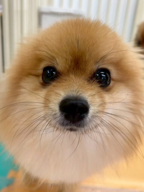 ぽんずちゃん🐶
今日は色んな子に匂いを嗅がれたり、ププちゃんに遊びに誘われたりしていました😊
自分より大きなポメちゃんが沢山いて、少し緊張しつつも匂いを嗅いだりして園内を探検していました👏

🐾🐶愛犬のお悩みご相談ください🐶🐾
@kenkohmura_official
 ↑フォロー待ってます↑

〒955-0091 新潟県三条市上須頃大割４２８−１
☎︎ 0256-35-2571
✉️ info@kenkohmura.jp
HP: https://kenkohmura.jp
LINE: https://lin.ee/7LIz5sb

#犬幸村#犬の幼稚園 #吠える、噛む #犬のしつけ #トイレ
ポメラニアン　ポメ　ぽめ