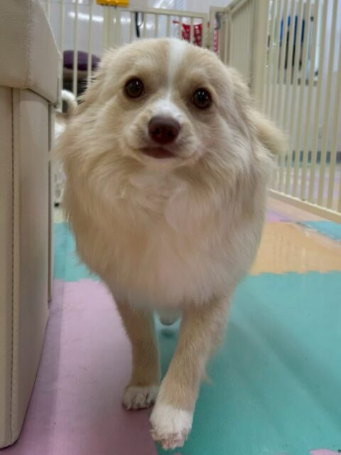 コロンちゃん🐶
本日はププちゃんやモカちゃん、ニコペットのちびっ子達と走り回ったり、匂いを嗅ぎ合ったり、挨拶をしあったりしてコミュニケーションをとっていました👍

🐾🐶愛犬のお悩みご相談ください🐶🐾
@kenkohmura_official
 ↑フォロー待ってます↑

〒955-0091 新潟県三条市上須頃大割４２８−１
☎︎ 0256-35-2571
✉️ info@kenkohmura.jp
HP: https://kenkohmura.jp
LINE: https://lin.ee/7LIz5sb

#犬幸村#犬の幼稚園 #吠える、噛む #犬のしつけ #トイレ
ミックスミックス犬ミックス犬可愛いミックス犬大好きミックス犬倶楽部