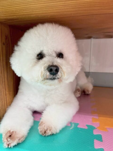 よもぎちゃん🐶
本日は珍しくルナちゃんやもこちゃん、モカちゃん達の匂いを嗅いだり、挨拶をしたりしていました👍
午後からは大好きな椅子の中‼️皆んなが遊んでるのを優しく見守っていました🤭

🐾🐶愛犬のお悩みご相談ください🐶🐾
@kenkohmura_official
 ↑フォロー待ってます↑

〒955-0091 新潟県三条市上須頃大割４２８−１
☎︎ 0256-35-2571
✉️ info@kenkohmura.jp
HP: https://kenkohmura.jp
LINE: https://lin.ee/7LIz5sb

#犬幸村#犬の幼稚園 #吠える、噛む #犬のしつけ #トイレ
ミックスミックス犬ミックス犬可愛いミックス犬大好き