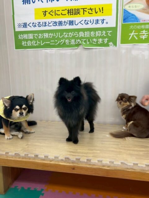 うにちゃん🐶
カッコ良い写真が撮れました‼️みんなに匂いを嗅がれたり、かまって攻撃をされたりしていましたがかなり慣れて来たのか動じない場面もありました👍

🐾🐶愛犬のお悩みご相談ください🐶🐾
@kenkohmura_official
 ↑フォロー待ってます↑

〒955-0091 新潟県三条市上須頃大割４２８−１
☎︎ 0256-35-2571
✉️ info@kenkohmura.jp
HP: https://kenkohmura.jp
LINE: https://lin.ee/7LIz5sb

#犬幸村#犬の幼稚園 #吠える、噛む #犬のしつけ #トイレ
ポメラニアンポメラニアン可愛いポメラニアン大好きポメラニアン倶楽部