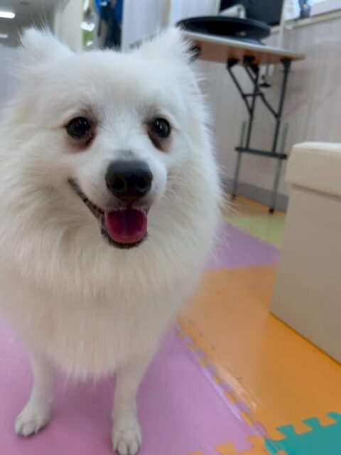 幸ちゃん🐶
本日は仲良しのぽん太やむぎちゃん達と遊び回ったりして非常に楽しそうに過ごしていました🤭
午前中遊びすぎて午後からは少し疲れたのかまったり過ごしていました🤣

お散歩トレーニングはイヤイヤが本日は久しぶりにありました‼️ですが最後まで頑張って歩けていました👍

🐾🐶愛犬のお悩みご相談ください🐶🐾
@kenkohmura_official
 ↑フォロー待ってます↑

〒955-0091 新潟県三条市上須頃大割４２８−１
☎︎ 0256-35-2571
✉️ info@kenkohmura.jp
HP: https://kenkohmura.jp
LINE: https://lin.ee/7LIz5sb

#犬幸村#犬の幼稚園 #吠える、噛む #犬のしつけ #トイレ
スピッツスピッツ可愛いスピッツ大好きスピッツ倶楽部