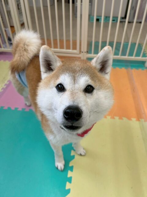 まめちゃん🐶
本日は、マロンちゃんやオレオちゃん、ヤン丸やベン達と匂いを嗅ぎ合ったり、挨拶をしあったりしていつもの激しさがなく、本日はまったりDAYでした🤭

🐾🐶愛犬のお悩みご相談ください🐶🐾
@kenkohmura_official
 ↑フォロー待ってます↑

〒955-0091 新潟県三条市上須頃大割４２８−１
☎︎ 0256-35-2571
✉️ info@kenkohmura.jp
HP: https://kenkohmura.jp
LINE: https://lin.ee/7LIz5sb

#犬幸村#犬の幼稚園 #吠える、噛む #犬のしつけ #トイレ
柴犬柴犬可愛い柴犬大好き柴犬倶楽部