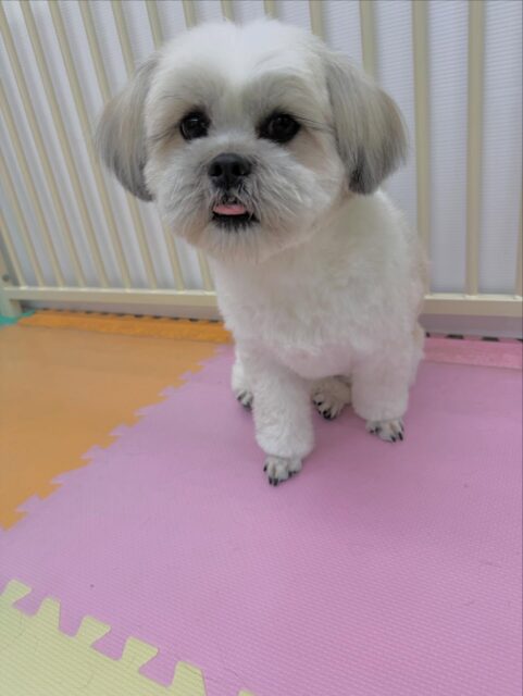 ゆずちゃん🐶
本日はボランティアの方にたくさん甘えたり、ふうちゃんやぽん太達とたくさんワンプロをしたり、みんなで走り回ったり、駆け引きをしたりして楽しんでいました🤣

🐾🐶愛犬のお悩みご相談ください🐶🐾
@kenkohmura_official
 ↑フォロー待ってます↑

〒955-0091 新潟県三条市上須頃大割４２８−１
☎︎ 0256-35-2571
✉️ info@kenkohmura.jp
HP: https://kenkohmura.jp
LINE: https://lin.ee/7LIz5sb

#犬幸村#犬の幼稚園 #吠える、噛む #犬のしつけ #トイレ
ミックスミックス犬ミックス犬倶楽部ミックス犬大好きミックス犬可愛い