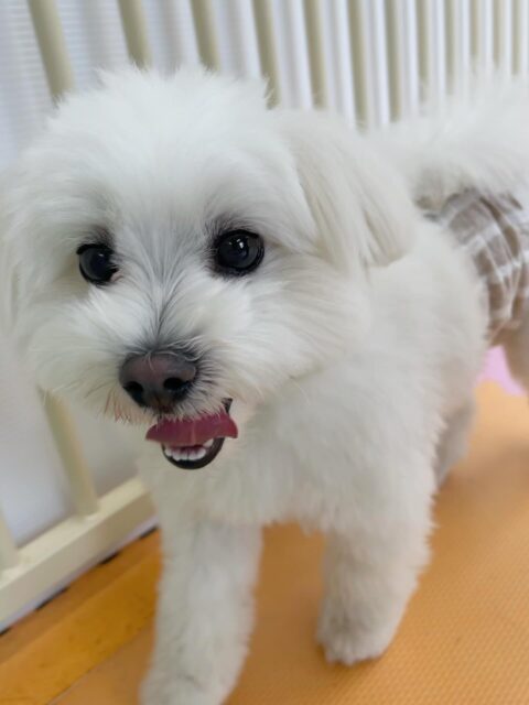 ポコちゃん🐶
ニコペットにいるチワワちゃんや仲良しのププちゃんと楽しそうに遊んだり、スタンダードプードルちゃんと柵越しで遊びに誘っていました😆
⁡
歯磨きトレーニング開始して1年9ヶ月経過しました🦷🪥✨
歯の白さキープできてるのでこれからも頑張りましょう！！
🐾🐶愛犬のお悩みご相談ください🐶🐾
@kenkohmura_official
 ↑フォロー待ってます↑

〒955-0091 新潟県三条市上須頃大割４２８−１
☎︎ 0256-35-2571
✉️ info@kenkohmura.jp
HP: https://kenkohmura.jp
LINE: https://lin.ee/7LIz5sb

#犬幸村#犬の幼稚園 #吠える噛む #犬のしつけ #トイレ
 ミックス犬 ミックス犬大好き ミックス犬可愛い