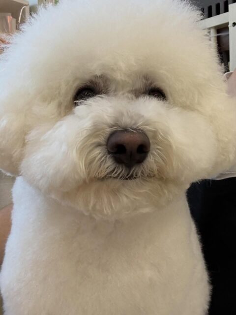 ピピちゃん🐶
本日は午前中いろんな子達に遊びに誘われたり、匂いを嗅がれたりして疲れたのか、午後のカット終わりにはスタッフの膝の上でまったり休憩をしながらお休みしていました🤭

🐾🐶愛犬のお悩みご相談ください🐶🐾
@kenkohmura_official
 ↑フォロー待ってます↑

〒955-0091 新潟県三条市上須頃大割４２８−１
☎︎ 0256-35-2571
✉️ info@kenkohmura.jp
HP: https://kenkohmura.jp
LINE: https://lin.ee/7LIz5sb

#犬幸村#犬の幼稚園 #吠える、噛む #犬のしつけ #トイレ
ビションビション可愛いビション大好きビション倶楽部