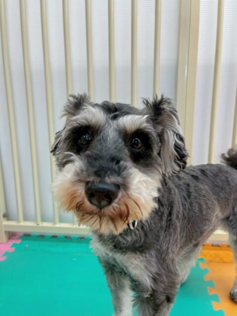 リュウちゃん🐶
今日はクッキーちゃんやマロンちゃんに匂いを嗅がれていました😊
緊張した様子でしたが頑張って挨拶していました👏
お散歩では意識をこちらに向けるように名前を呼ぶと上手に歩けていました☺️

🐾🐶愛犬のお悩みご相談ください🐶🐾
@kenkohmura_official
 ↑フォロー待ってます↑

〒955-0091 新潟県三条市上須頃大割４２８−１
☎︎ 0256-35-2571
✉️ info@kenkohmura.jp
HP: https://kenkohmura.jp
LINE: https://lin.ee/7LIz5sb

#犬幸村#犬の幼稚園 #吠える、噛む #犬のしつけ #トイレ
ミニチュアシュナウザー　シュナウザー　シュナ