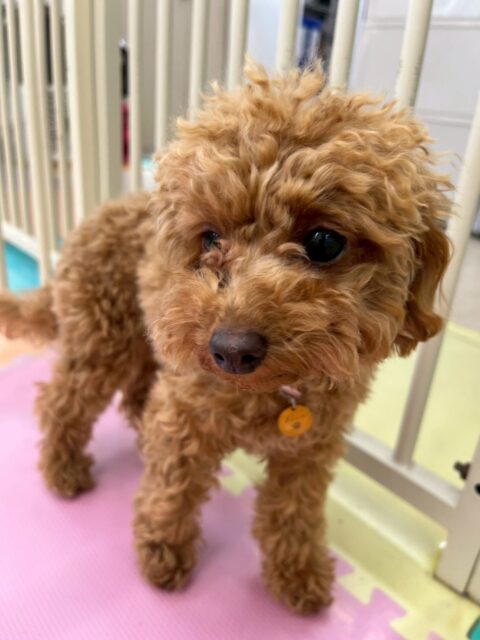 ルナちゃん🐶
本日はいろんな子達に挨拶をされたり、匂いを嗅がれたりしていましたがあまりビクビクせずにできました‼️自分から匂いを嗅いだりもあり非常によかったです👏

🐾🐶愛犬のお悩みご相談ください🐶🐾
@kenkohmura_official
 ↑フォロー待ってます↑

〒955-0091 新潟県三条市上須頃大割４２８−１
☎︎ 0256-35-2571
✉️ info@kenkohmura.jp
HP: https://kenkohmura.jp
LINE: https://lin.ee/7LIz5sb

#犬幸村#犬の幼稚園 #吠える、噛む #犬のしつけ #トイレ
トイプートイプー可愛いトイプー大好きトイプー倶楽部