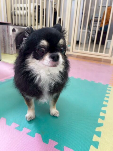 こまめちゃん＆カプチーノちゃん🐶

本日はニコペットのちびっ子達から2頭とも匂いを嗅がれたり、遊びに誘われたりして人気者でした🤭

他にもスタッフに構ってアピールをたくさんしてくれたり、撫でて〜と自分からスタッフに寄って来てくれたりしていました😍

🐾🐶愛犬のお悩みご相談ください🐶🐾
@kenkohmura_official
 ↑フォロー待ってます↑

〒955-0091 新潟県三条市上須頃大割４２８−１
☎︎ 0256-35-2571
✉️ info@kenkohmura.jp
HP: https://kenkohmura.jp
LINE: https://lin.ee/7LIz5sb

#犬幸村#犬の幼稚園 #吠える、噛む #犬のしつけ #トイレ
チワワチワワ可愛いチワワ大好きチワワ倶楽部