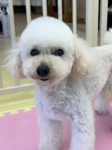 こむぎちゃん🐶
スタッフに撫でて〜とあまえたり、コロンちゃんに臭い嗅がれたいたりしていました😄
🐾🐶愛犬のお悩みご相談ください🐶🐾
@kenkohmura_official
 ↑フォロー待ってます↑

〒955-0091 新潟県三条市上須頃大割４２８−１
☎︎ 0256-35-2571
✉️ info@kenkohmura.jp
HP: https://kenkohmura.jp
LINE: https://lin.ee/7LIz5sb

#犬幸村#犬の幼稚園 #吠える噛む #犬のしつけ #トイレ
 トイプードル トイプードル大好き トイプードル可愛い